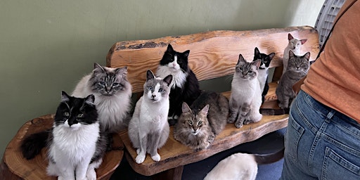 Primaire afbeelding van SEND Group - Animal Assisted Therapy with Cats