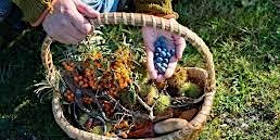 Foraging course at Canon Frome Court primary image