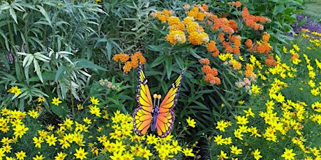 Plants for Pollinators: Getting Reliably Safe Plants