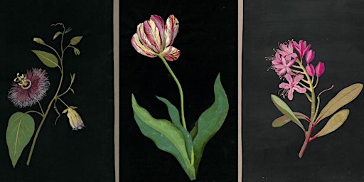 Botanists & Botanic Art - Mary Delany primary image
