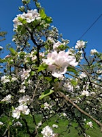 Primaire afbeelding van Agroforestry Open Weekend May 18/19 2024