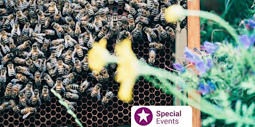 Imagem principal do evento Introduction to  Bee Keeping