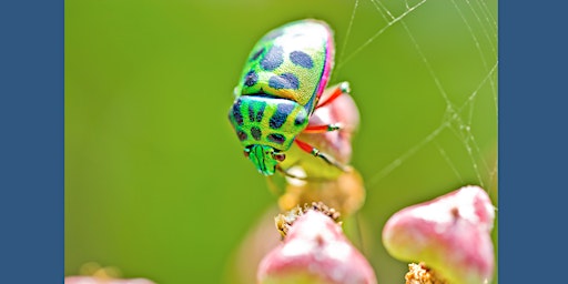 Hauptbild für Meet the Bugs