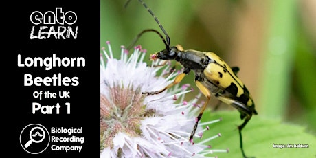 Hauptbild für Longhorn Beetles of the UK Part 1