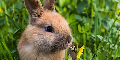 Image principale de Easter Fun at Fort Nelson 2024