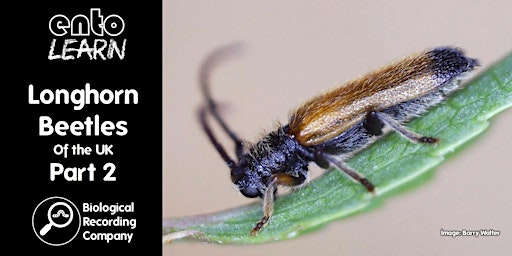 Imagem principal de Longhorn Beetles of the UK Part 2