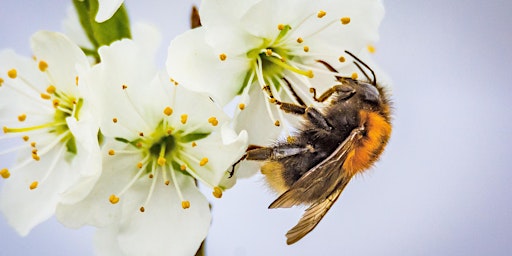 Hauptbild für Open Day Saturday May 11th 2024