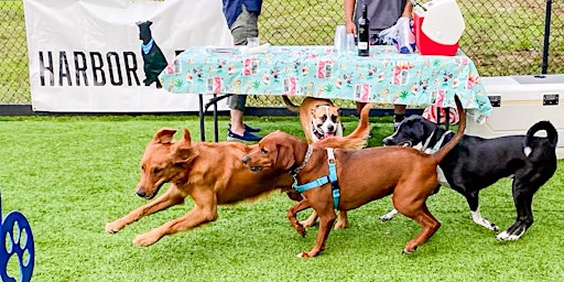 Yappy Hour in Harbor Point Dog Park primary image