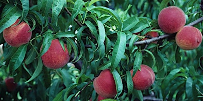 Hauptbild für Backyard Fruit Production