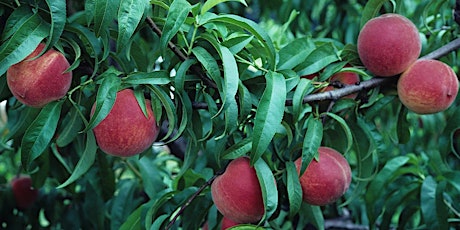 Image principale de Backyard Fruit Production