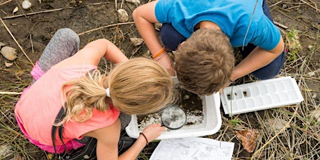 Pond Dipping - Creatures from The Yeading Brook