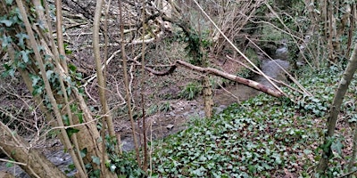 Nature Walk in Saltwell Valley primary image
