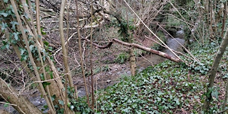 Nature Walk in Saltwell Valley