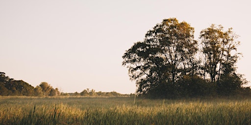 Hauptbild für Marshes and Fens Guided Broads Ranger Walk