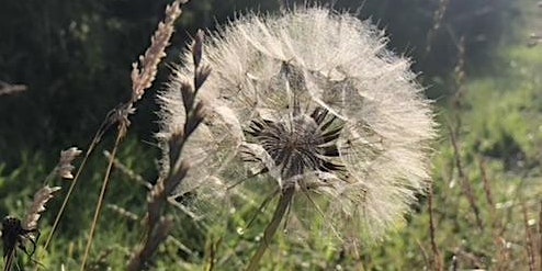 Hauptbild für Mindful Morning