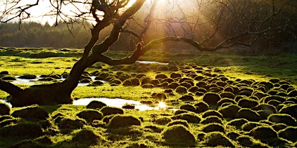 Primaire afbeelding van Eco-Somatics: The Seasons: The Ecological Sun (Carla Walmsley-Esteves)