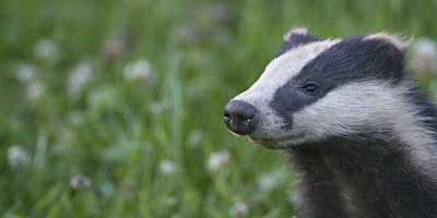 Scottish badgers - crimes, cars and conflict (Falls of Clyde) primary image