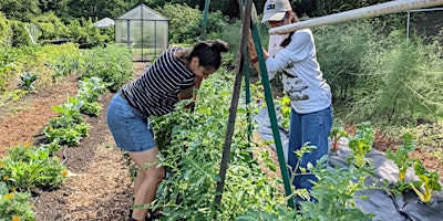 Imagen principal de You Can Garden Too: Pruning and Trellising Your Tomatoes