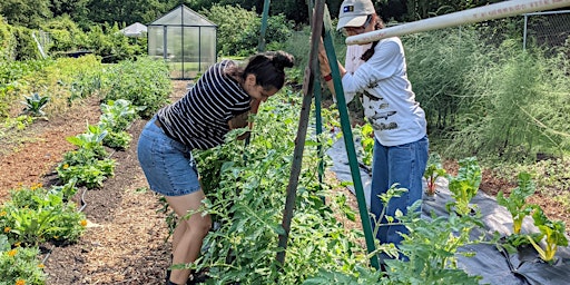 You Can Garden Too: Pruning and Trellising Your Tomatoes primary image