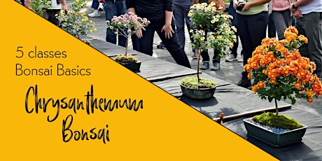 Bonsai Basics: Chrysanthemum Bonsai