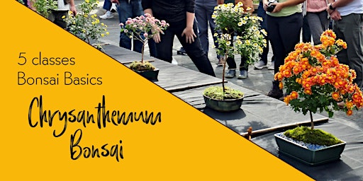 Bonsai Basics: Chrysanthemum Bonsai  primärbild