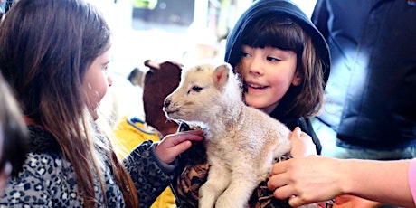 Lambing Experiences 2024