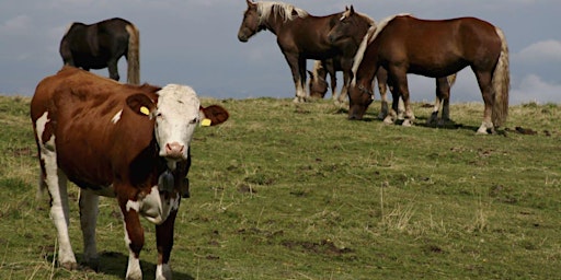 Primaire afbeelding van Raising Forage for Cattle and Horses on Ranchettes