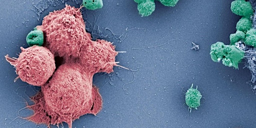 Cancer Immunotherapy: From Bench to Bedside and Back primary image