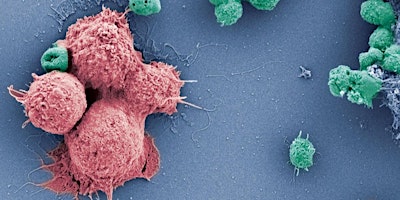 Cancer Immunotherapy: From Bench to Bedside and Back  primärbild