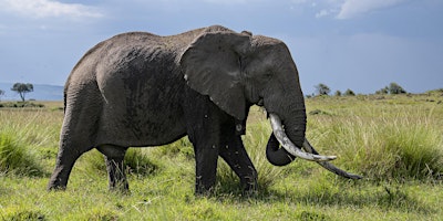 An Evening of Elephants primary image