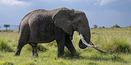 An Evening of Elephants