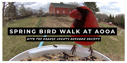 Hauptbild für Spring Bird Walk (FREE!)