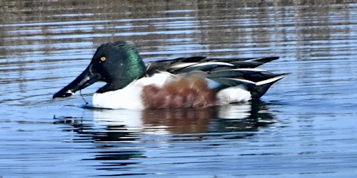 Image principale de Spring Baylands Bioblitz with Environmental Volunteers