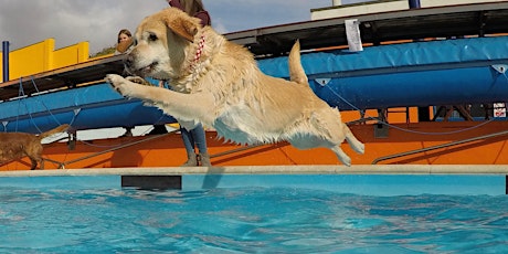 Dog Day Afternoon - Dogs and Their Owners Swim primary image