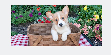 Annual  Summer Picnic in the Park with Toby's Critter Cove