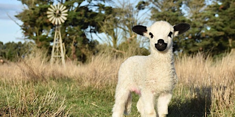 Immagine principale di Australian Heritage Festival - Fleece, Fibre and Fancywork - Gulf Station 