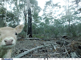 Public land hunting Tasmania 2024 - Castle Cary Regional Reserve  primärbild