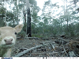 Primaire afbeelding van Public land hunting Tasmania 2024 - Castle Cary Regional Reserve