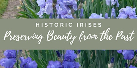 Historic Irises: Preserving beauty from the Past primary image