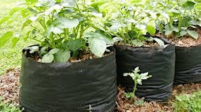 Image principale de Free Workshop: Growing Potatoes in Bags