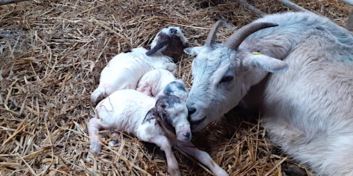 Primaire afbeelding van Meet the goat kids.