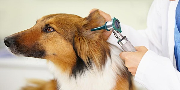 FREE Vet & Nurse CPD - Otitis Externa by Elanco, supported by G.Timms MRCVS