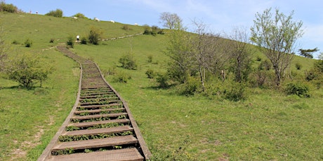 Nature walks at St Catherine's Hill