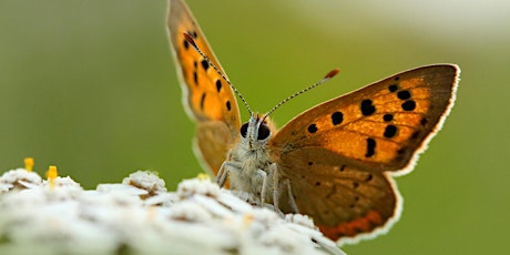 Bee and Butterfly Bonanza at Slievenacloy