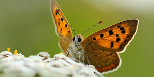 Imagem principal do evento Bee and Butterfly Bonanza at Slievenacloy