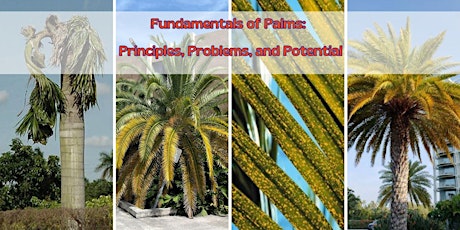 Fundamental of Palms:  Principles, Problems, and Potential