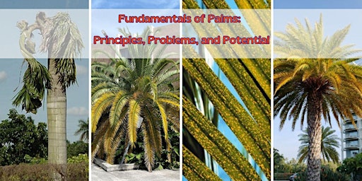 Fundamental of Palms:  Principles, Problems, and Potential primary image