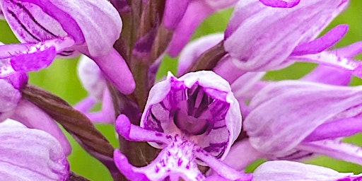 Hauptbild für Plant identification workshop - Winchmore Hill Community Hall, Fri 17 May