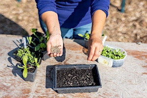 Grow your own cut flowers 2 primary image