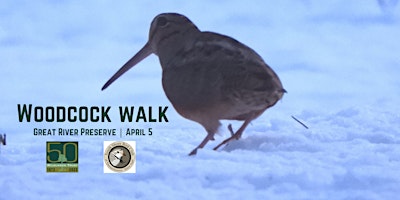 Woodcock Walk  primärbild